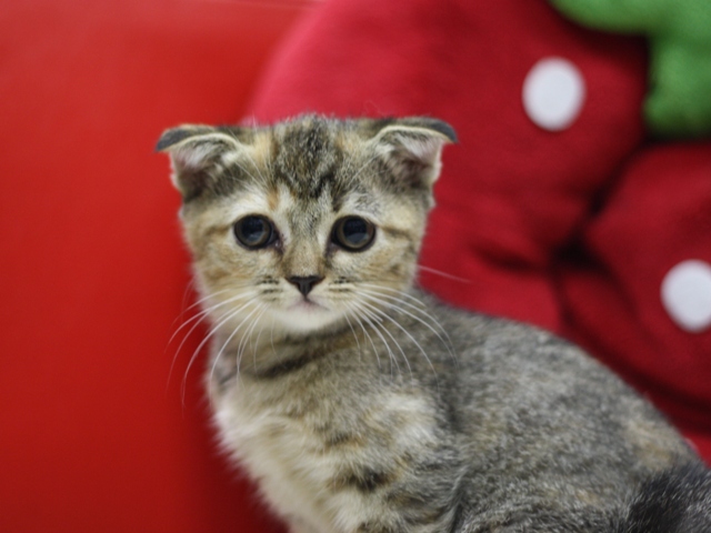 スコティッシュフォールドの子猫画像