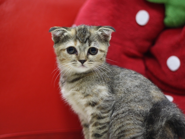 スコティッシュフォールドの子猫画像