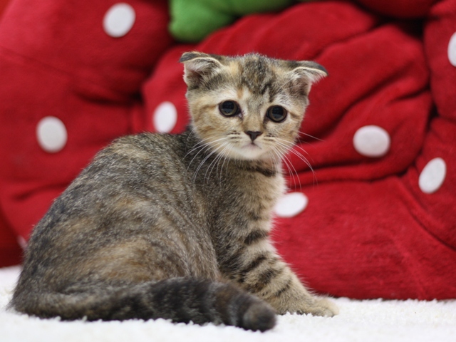 スコティッシュフォールドの子猫画像