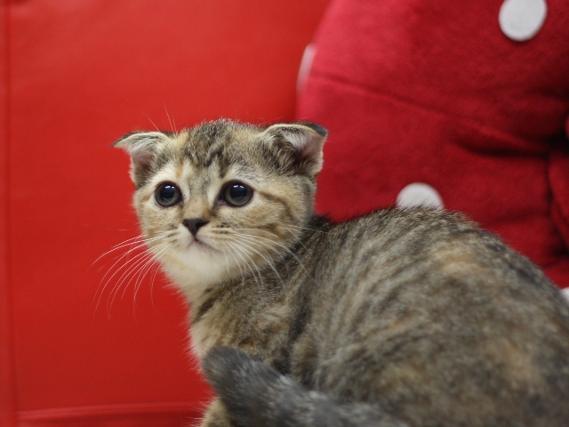 スコティッシュフォールドの子猫画像