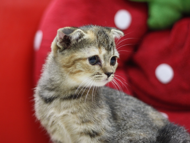 スコティッシュフォールドの子猫画像