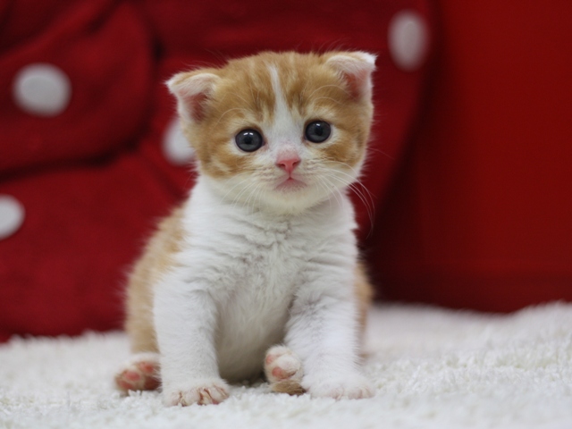 スコティッシュフォールドの子猫画像