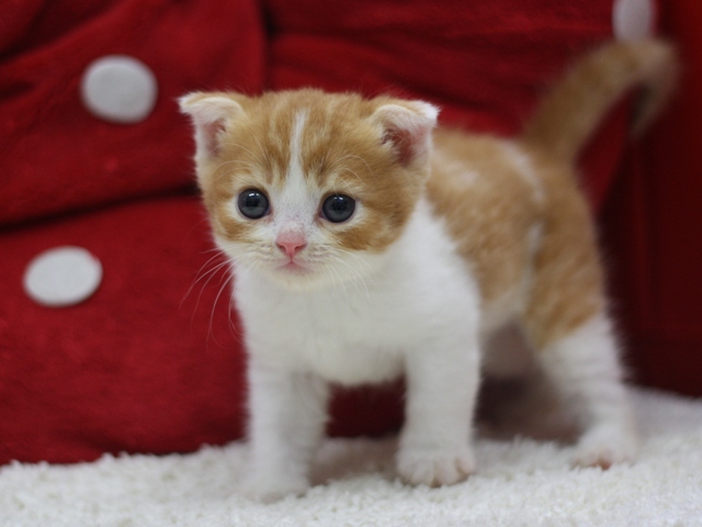 スコティッシュフォールドの子猫画像