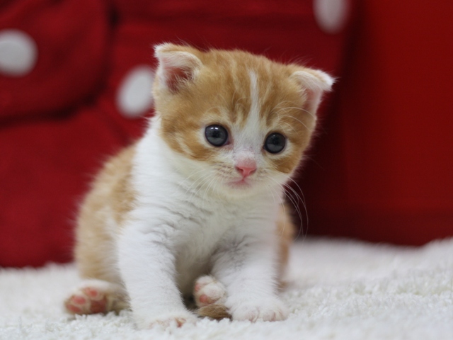 スコティッシュフォールドの子猫画像
