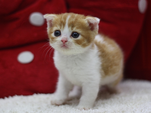 スコティッシュフォールドの子猫画像
