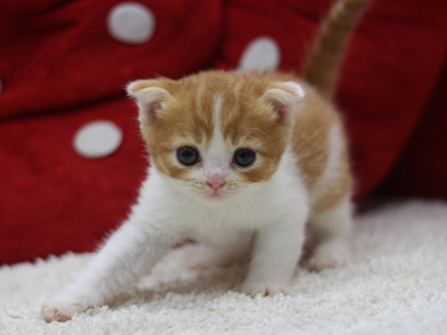 スコティッシュフォールドの子猫画像