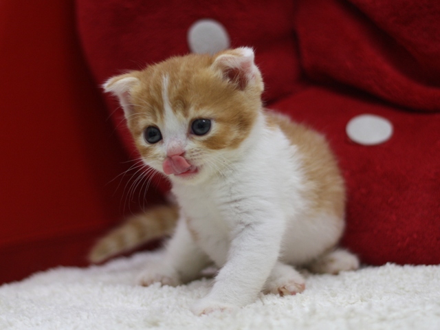 スコティッシュフォールドの子猫画像