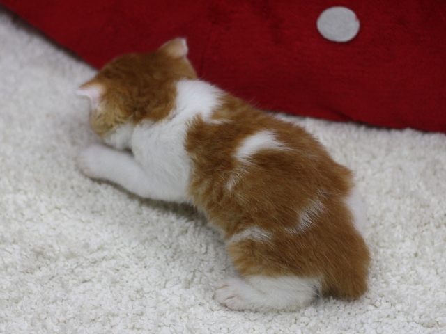 スコティッシュフォールドの子猫画像