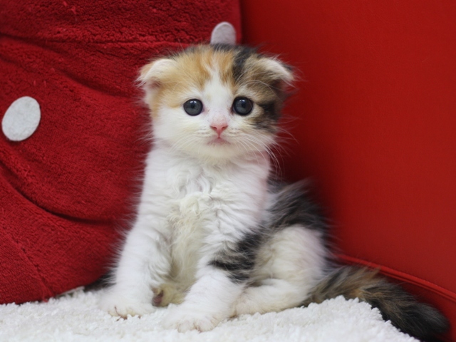 スコティッシュフォールドの子猫画像