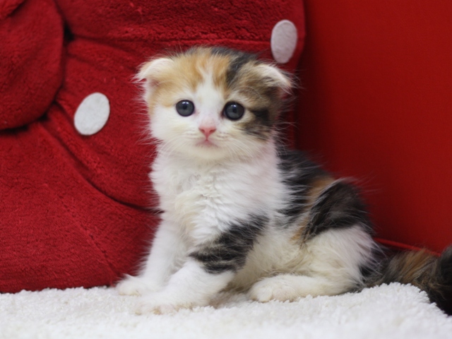 スコティッシュフォールドの子猫画像