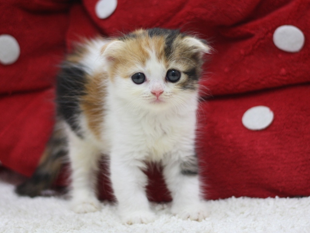 スコティッシュフォールドの子猫画像