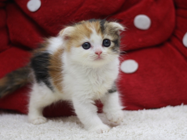 スコティッシュフォールドの子猫画像