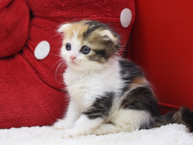 スコティッシュフォールドの子猫画像