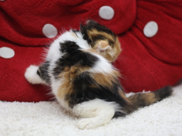 スコティッシュフォールドの子猫画像
