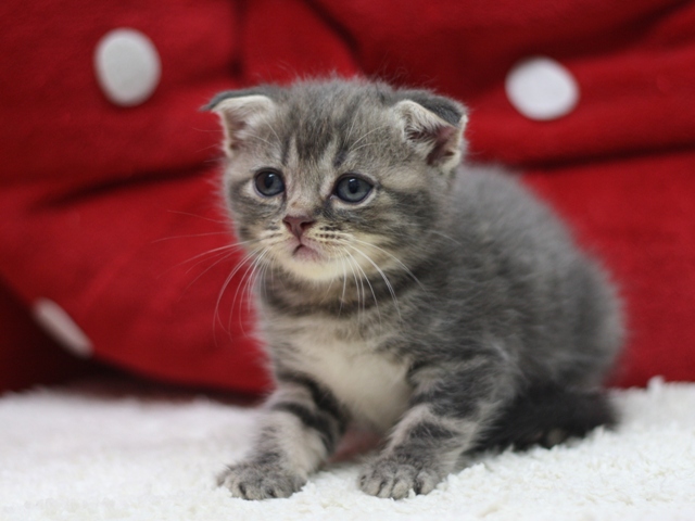 スコティッシュフォールドの子猫画像