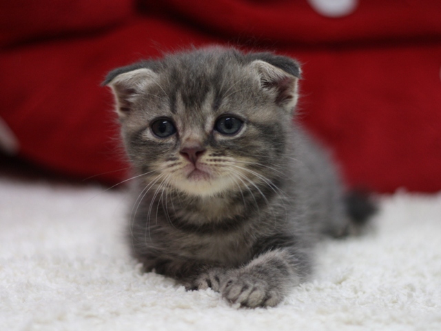 スコティッシュフォールドの子猫画像