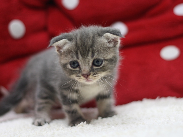 スコティッシュフォールドの子猫画像