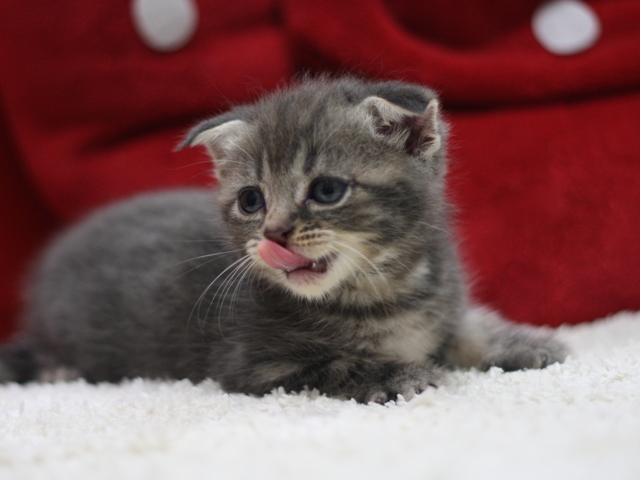 スコティッシュフォールドの子猫画像