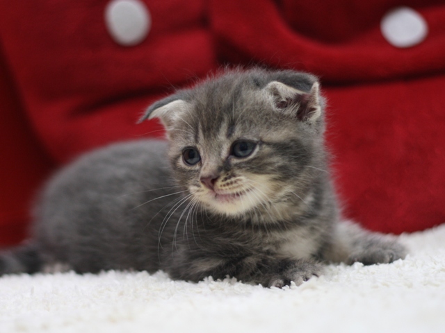 スコティッシュフォールドの子猫画像