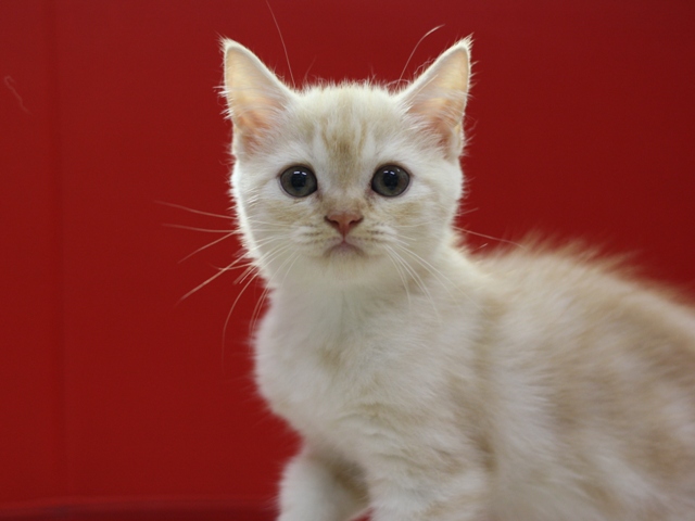 スコティッシュフォールドの子猫画像