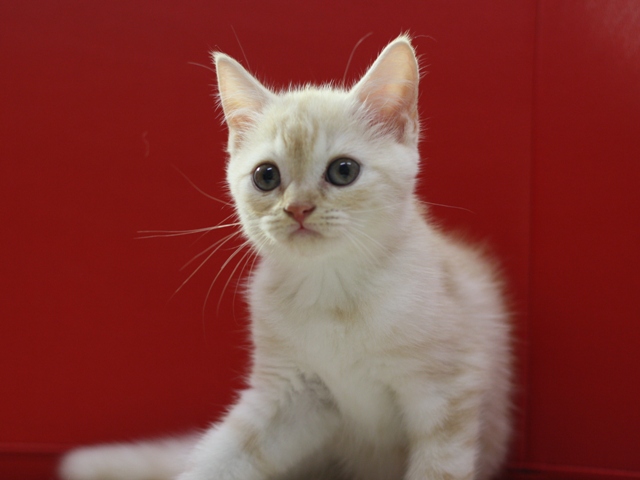 スコティッシュフォールドの子猫画像