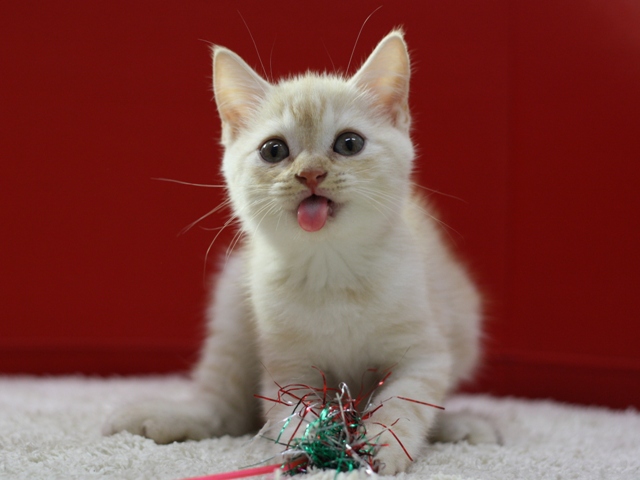 スコティッシュフォールドの子猫画像