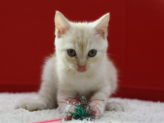 スコティッシュフォールドの子猫画像