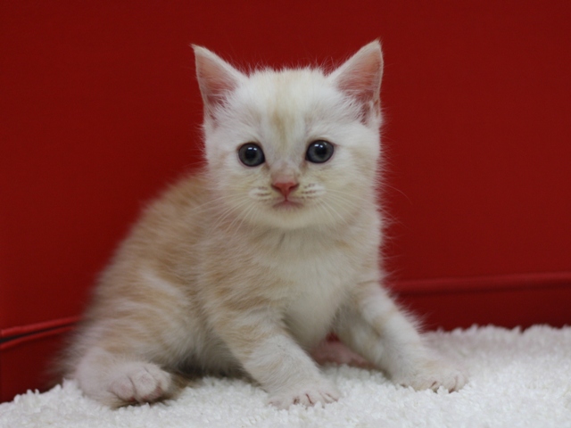 スコティッシュフォールドの子猫画像