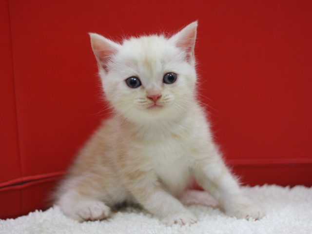 スコティッシュフォールドの子猫画像