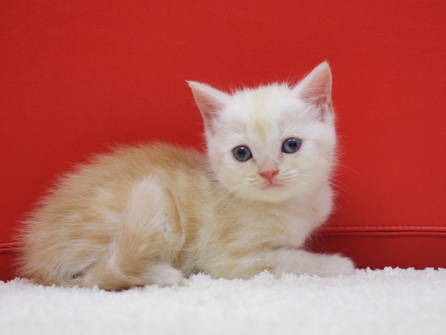 スコティッシュフォールドの子猫画像