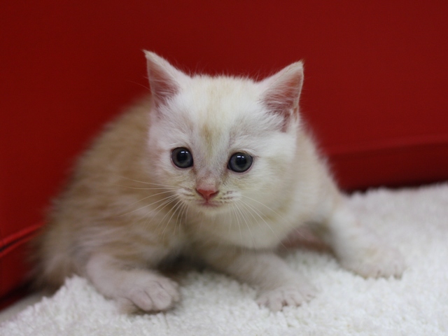 スコティッシュフォールドの子猫画像