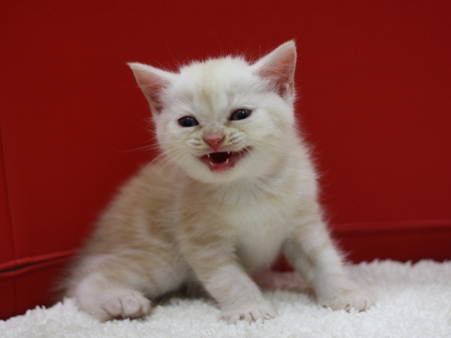 スコティッシュフォールドの子猫画像