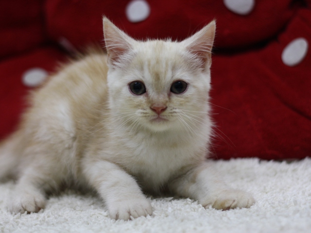 スコティッシュフォールドの子猫画像