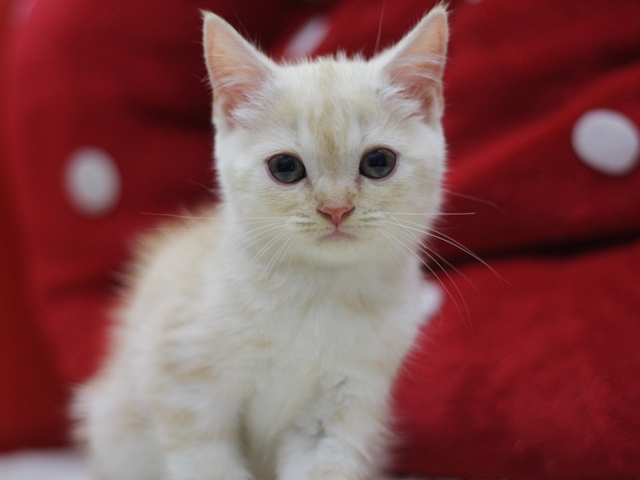 スコティッシュフォールドの子猫画像