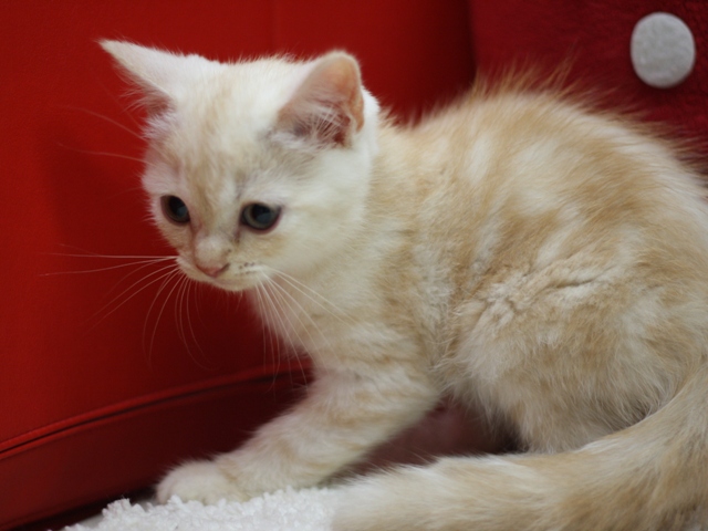 スコティッシュフォールドの子猫画像