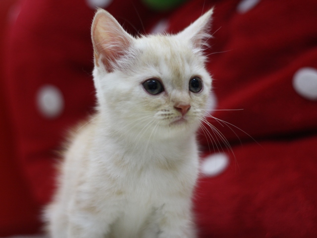 スコティッシュフォールドの子猫画像