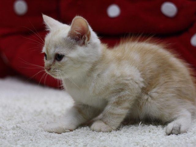 スコティッシュフォールドの子猫画像