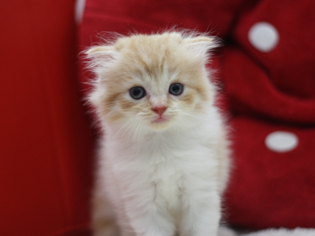 スコティッシュフォールドの子猫画像