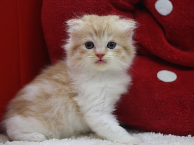 スコティッシュフォールドの子猫画像