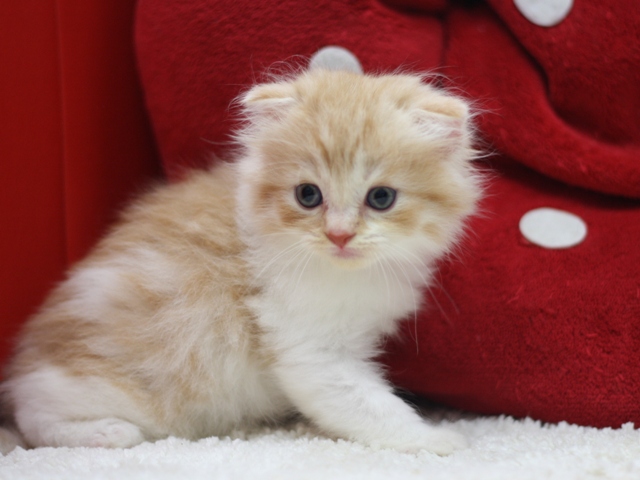スコティッシュフォールドの子猫画像