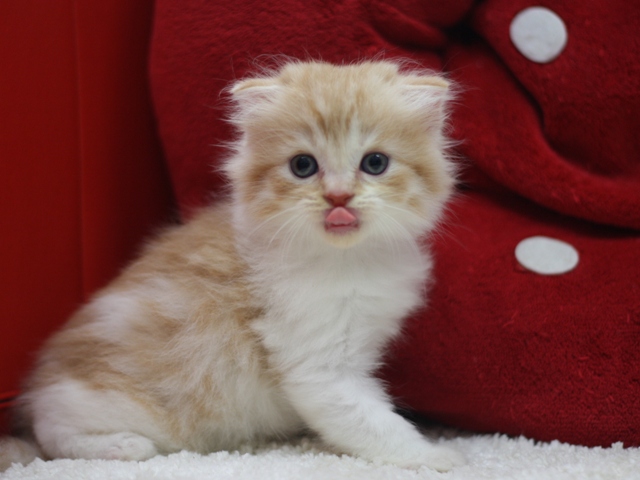 スコティッシュフォールドの子猫画像