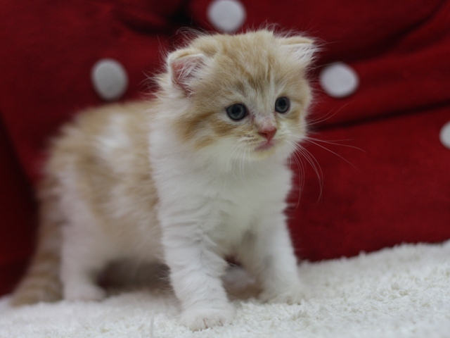 スコティッシュフォールドの子猫画像