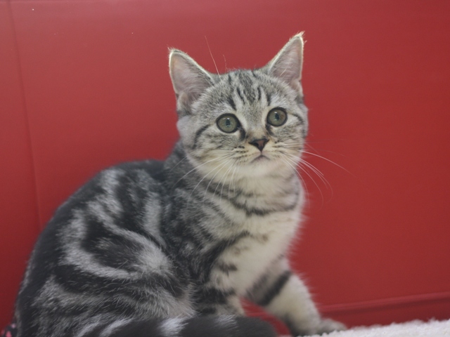 スコティッシュフォールドの子猫画像