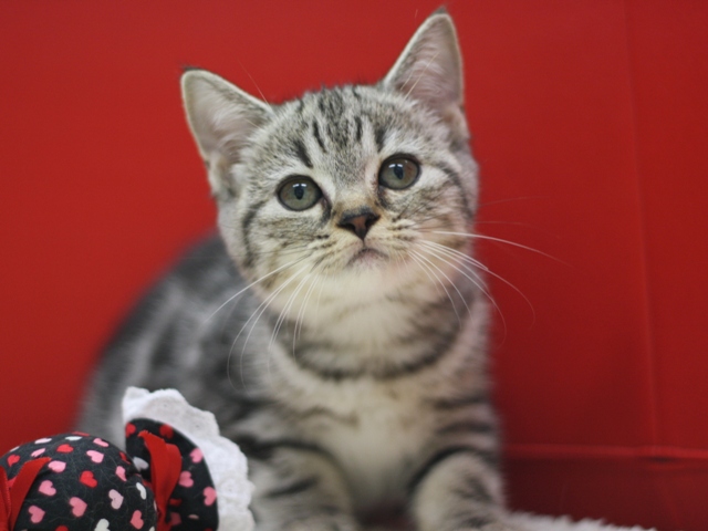 スコティッシュフォールドの子猫画像