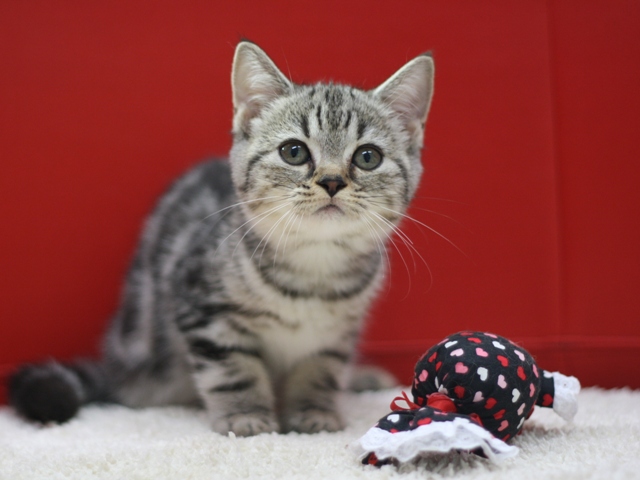 スコティッシュフォールドの子猫画像
