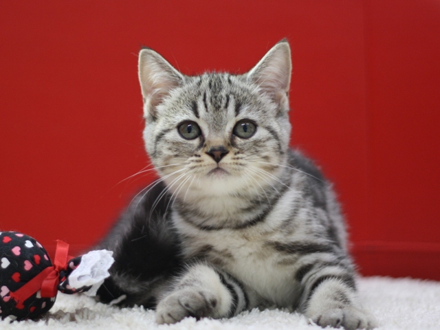 スコティッシュフォールドの子猫画像