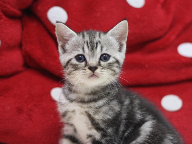 スコティッシュフォールドの子猫画像
