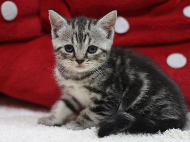 スコティッシュフォールドの子猫画像