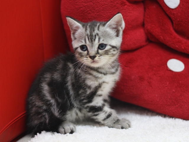 スコティッシュフォールドの子猫画像