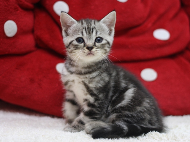 スコティッシュフォールドの子猫画像